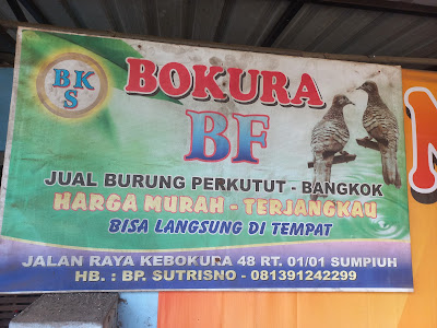 BKS Bokura BF Jual Burung Perkutut