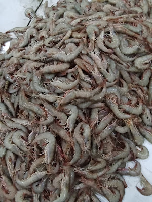BOIM Lobster Pangandaran