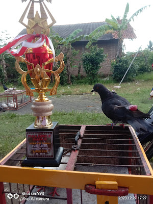 BOMBER BIRD FARM