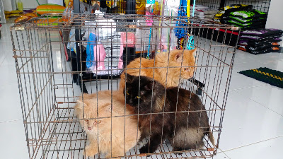 Bomie Petshop