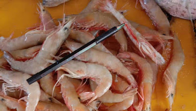 BOSSE SEAFOOD & CARTERAN PURWOKERTO