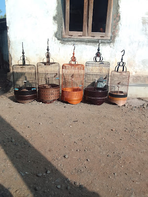 Branjangan
