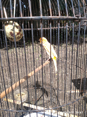 Budin mempur canary