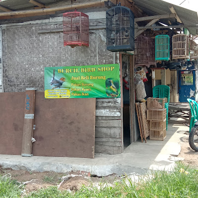 Burcil bird shop