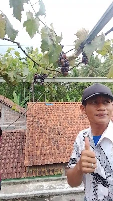 ANGGUR DESA