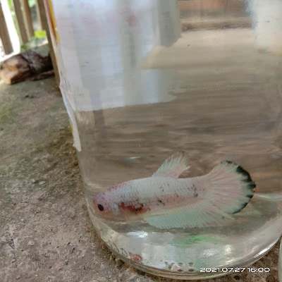 Guppy Rumahan