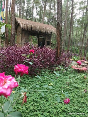 Pine Woods Antap