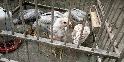 Doni Farm ayam ikan