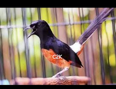 Cemara Dua Kicau (C2K)