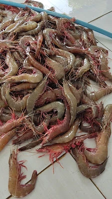Mulya Abadi seaffood