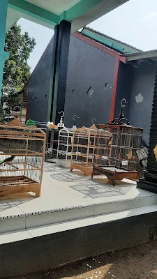 Penangkaran burung murai Riyadi BF