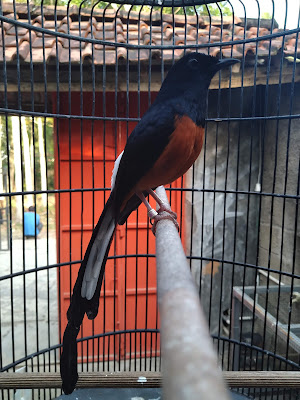 CHEPRIL BIRD SHOP