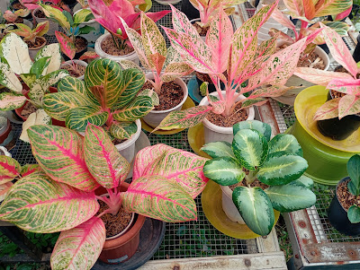 ChiaraGarden