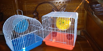 CHICKU hamster