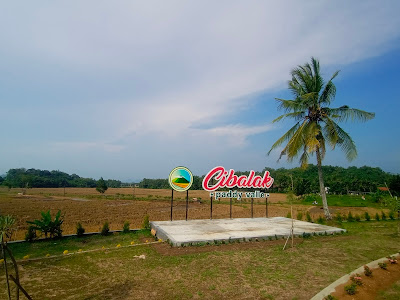 Cibalak Paddy valle