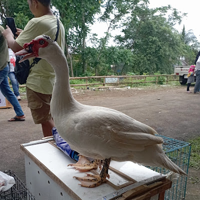 Cilacap
