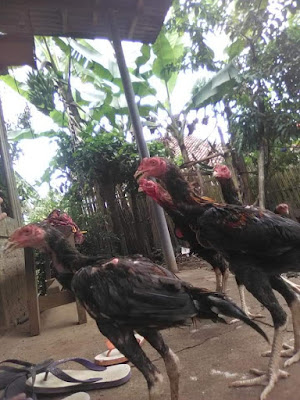 Ciparuk