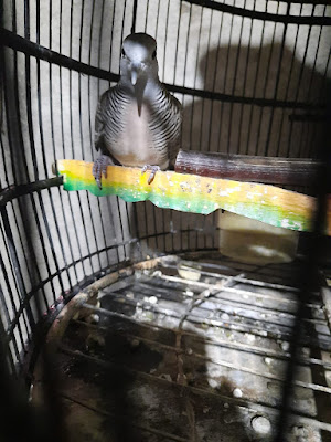 CLasik bird