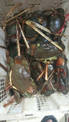 CRAB MILENIAL