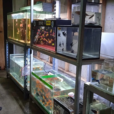 Chiara Aquatic & Petshop