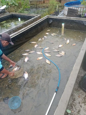 Jual benih ikan dan jasa service panggilan