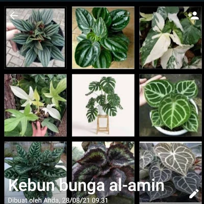 Depot tanaman hias dan tanaman kebun mas amin