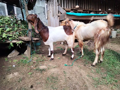MS Farm