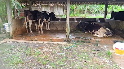 Peternakan Sapi Perah Singasari