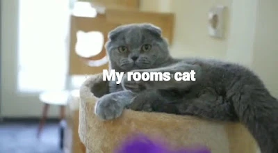 My Rooms Cat
