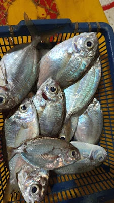 DEPOT IKAN IBM