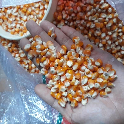 Penjual jagung bapak sariman