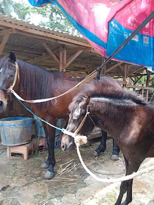Pangkalan LPG 3 KG (Pujiono)
