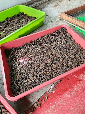 Danira Farm