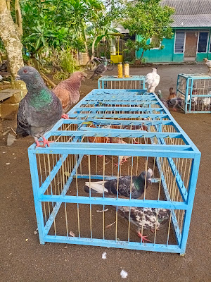 Dara krombong cilacap