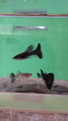David guppy farm