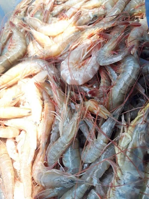 ALFAYED SEAFOOD