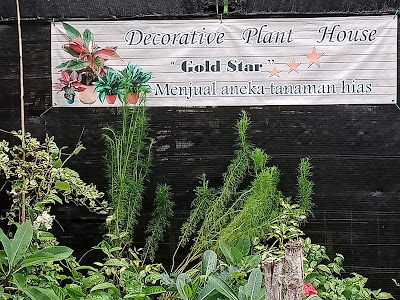 Dekoratif Plant House "Gold Star"