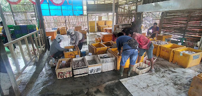 Depot ikan IIN
