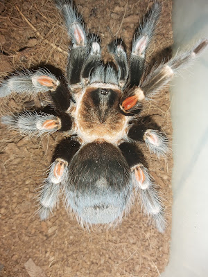 Dhampz Tarantula