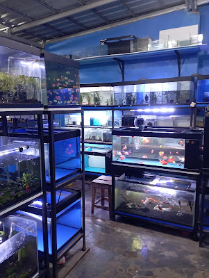 DHEBAY AQUAFISH