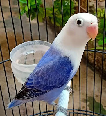 Djavas Aviary