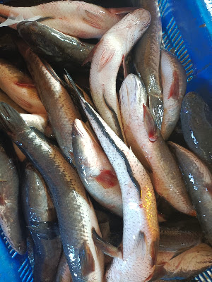 Dk mandiri seafood