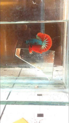 DNA BETTA INDONESIA