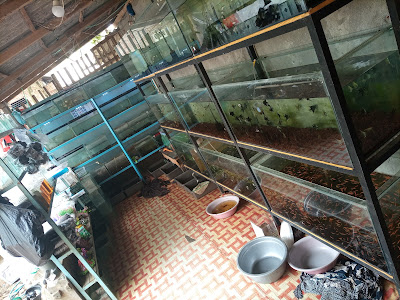 Dombret Fish Kuripan