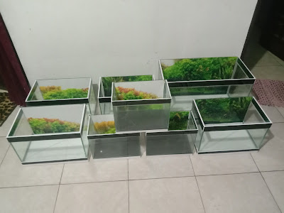 Dwi Putri Akuarium