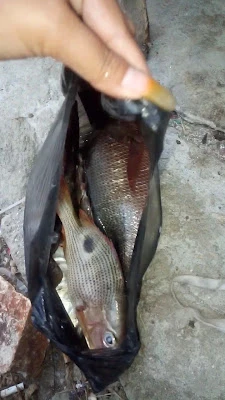 sport pancing ndeso