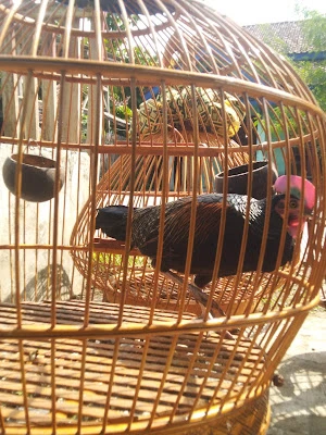 Ayam hutan hijau " CILACAP "