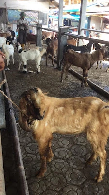 Zeroun JUAL BELI KAMBING (MENERIMA CATERING)