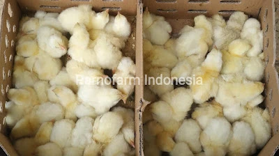 Parnofarm Indonesia