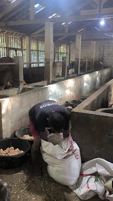 SapiPedalaman (jual sapi qurban)